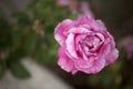 Photo of a spotted pink rose