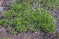 Photo of Spreading Clubmoss