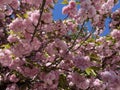 Pretty Spring Pink Kwanzan Cherry Blossoms in April