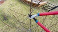 Photo of spring planned pruning of fruit tree with garden shears. Caring for a young orchard in the spring. Garden work on the Royalty Free Stock Photo