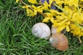 Snail shells in grass Royalty Free Stock Photo