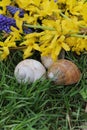 Snail shells in grass Royalty Free Stock Photo