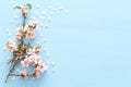 photo of spring white cherry blossom tree on blue wooden background. View from above, flat lay. Royalty Free Stock Photo