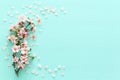 photo of spring white cherry blossom tree on pastel mint wooden background. View from above, flat lay.