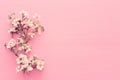 photo of spring white cherry blossom tree on pastel pink wooden background. View from above, flat lay. Royalty Free Stock Photo