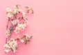 photo of spring white cherry blossom tree on pastel pink wooden background. View from above, flat lay. Royalty Free Stock Photo