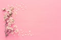 photo of spring white cherry blossom tree on pastel pink wooden background. View from above, flat lay. Royalty Free Stock Photo