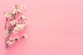photo of spring white cherry blossom tree on pastel pink wooden background. View from above, flat lay. Royalty Free Stock Photo
