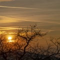 Photo Square Eerie trees with leafless branches against golden sun and cloudy sky at sunset