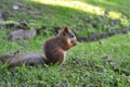 Photo of squirrel gnaws nuts in the park Royalty Free Stock Photo