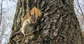 Photo of a squirrel sitting on a tree trunk Royalty Free Stock Photo