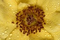 Stamen and pistils of yellow flower with water drops close up - Macro photo of stamens and flower pistils in detail Royalty Free Stock Photo