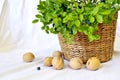 Photo still life with a basket, walnuts and blueberry branches.