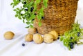 Photo still life with a basket, walnuts and blueberry branches.