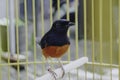 A photo of a stone magpie (Copsychus malabaricus) is sunbathing and perched on a twig in a cage Royalty Free Stock Photo