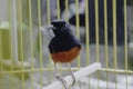 A photo of a stone magpie (Copsychus malabaricus) is sunbathing and perched on a twig in a cage Royalty Free Stock Photo