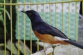 A photo of a stone magpie (Copsychus malabaricus) is sunbathing and perched on a twig in a cage Royalty Free Stock Photo
