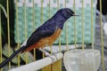 A photo of a stone magpie (Copsychus malabaricus) is sunbathing and perched on a twig in a cage Royalty Free Stock Photo