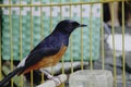 A photo of a stone magpie (Copsychus malabaricus) is sunbathing and perched on a twig in a cage Royalty Free Stock Photo