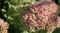 Stonecrop and stonecrop - thick-leaf plants for perennial beds and rock gardens