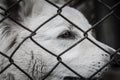 Photo of stray dog that live in the shelter.Dog behind bars - abandoned waiting for a home. The concept of pets. Dogs. Cats.