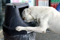 Stray dog looking for food in a trash can