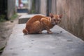 Stray ginger cat on the alley