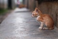 Stray ginger kitten on the alley