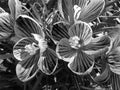 Striped Black and White Crocus Flowers in March