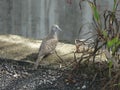 Photo of striped dove (Geopelia striata) stands by the drain