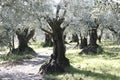 Stunning olive grove with trees full with fruits