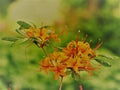 Photo in the style of the 1950s Color image photography, orange blossoms of an azalea bush full bloom, dark green, very blurred