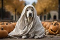 Photo of a stylish small dog wearing a coat, surrounded by pumpkins