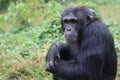 A young adult male Chimpanzee Royalty Free Stock Photo