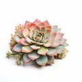 Real Succulent Plant And Flower On White Background