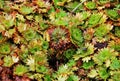 Succulents close-up.