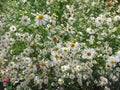 Summer Daisies in September Royalty Free Stock Photo