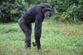 This is a photo of Sunday a chimpanzee at Ngamba Island Uganda searching for food from the grass. Royalty Free Stock Photo