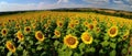 The photo of Sunflower Garden
