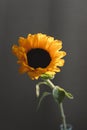 Photo of sunflower in a vase on dark background.  closeup yellow bright wild flower. colorful summer wallpaper. macro nature image Royalty Free Stock Photo