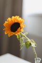 Photo of sunflower in a vase on dark background.  closeup yellow bright wild flower. colorful summer wallpaper. macro nature image Royalty Free Stock Photo