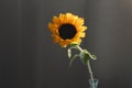 Photo of sunflower in a vase on dark background.  closeup yellow bright wild flower. colorful summer wallpaper. macro nature image Royalty Free Stock Photo