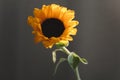 Photo of sunflower in a vase on dark background.  closeup yellow bright wild flower. colorful summer wallpaper. macro nature image Royalty Free Stock Photo