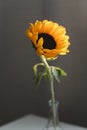 Photo of sunflower in a vase on dark background.  closeup yellow bright wild flower. colorful summer wallpaper. macro nature image Royalty Free Stock Photo