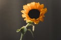 Photo of sunflower in a vase on dark background.  yellow bright wild flower. colorful summer wallpaper. macro nature image Royalty Free Stock Photo