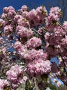 Sunlit Pretty Pink Kwanzan Cherry Blossoms in April