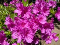 Sunlit Purple Azalea Flowers in April Royalty Free Stock Photo