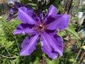 Sunlit Purple Clematis Flower in April in Spring in a Garden