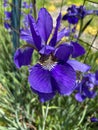 Sunlit Purple Iris Flower in April in Spring in a Garden