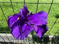 Sunlit Purple Iris Flower